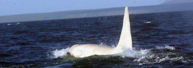 noticias Avistan por primera vez una Orca blanca adulta 